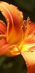 image of a tiger lilly
